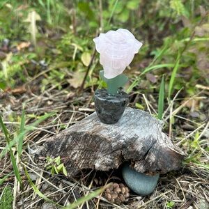 Crystal Rose Skull Plant in Pot
